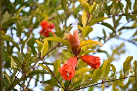 Pomegranate Flower: A Bright Fragrance