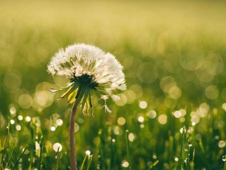 The Beauty of Dandelions: Short Poems That Capture Their Essence