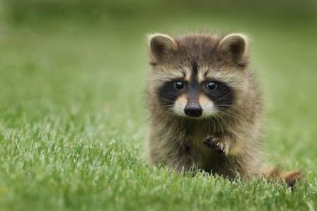 How to Draw a Raccoon