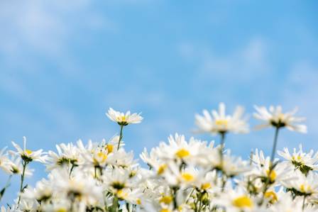 Fascinating Facts About Daisies