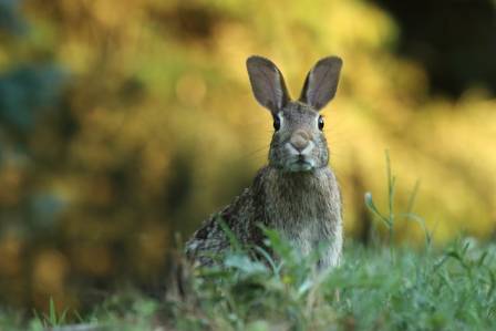 The Fascinating World of Rabbits