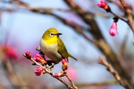 10 of the Most Colorful Birds on Earth