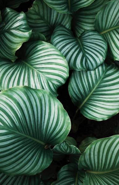 Nature's Shifting Mosaic: The Dynamic Splendor of Autumnal Leaves