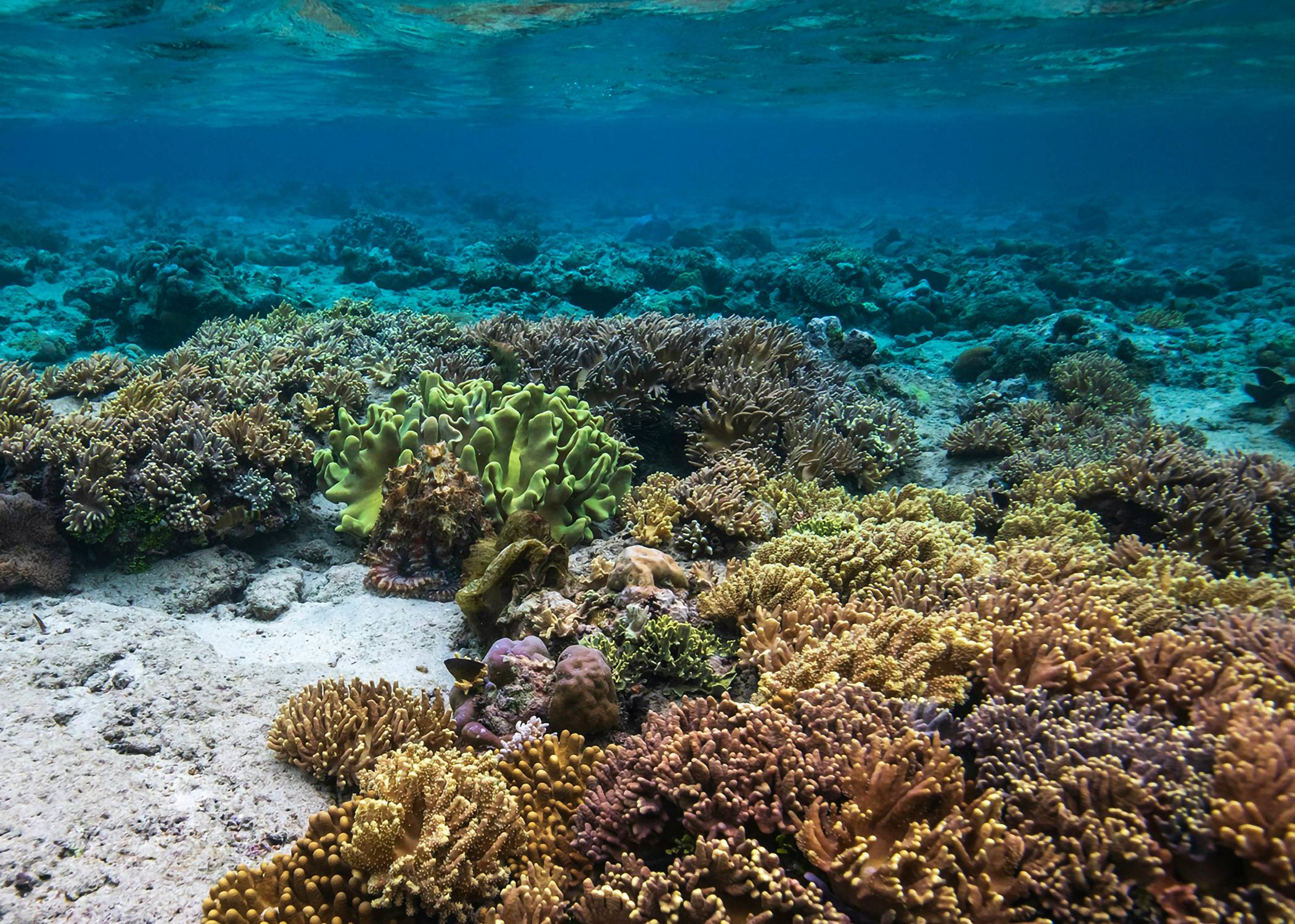 an underwater view of a coral reef in the ocean