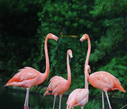 Flamingos: The 7 Most Extraordinary Facts About Nature's Pink Marvels