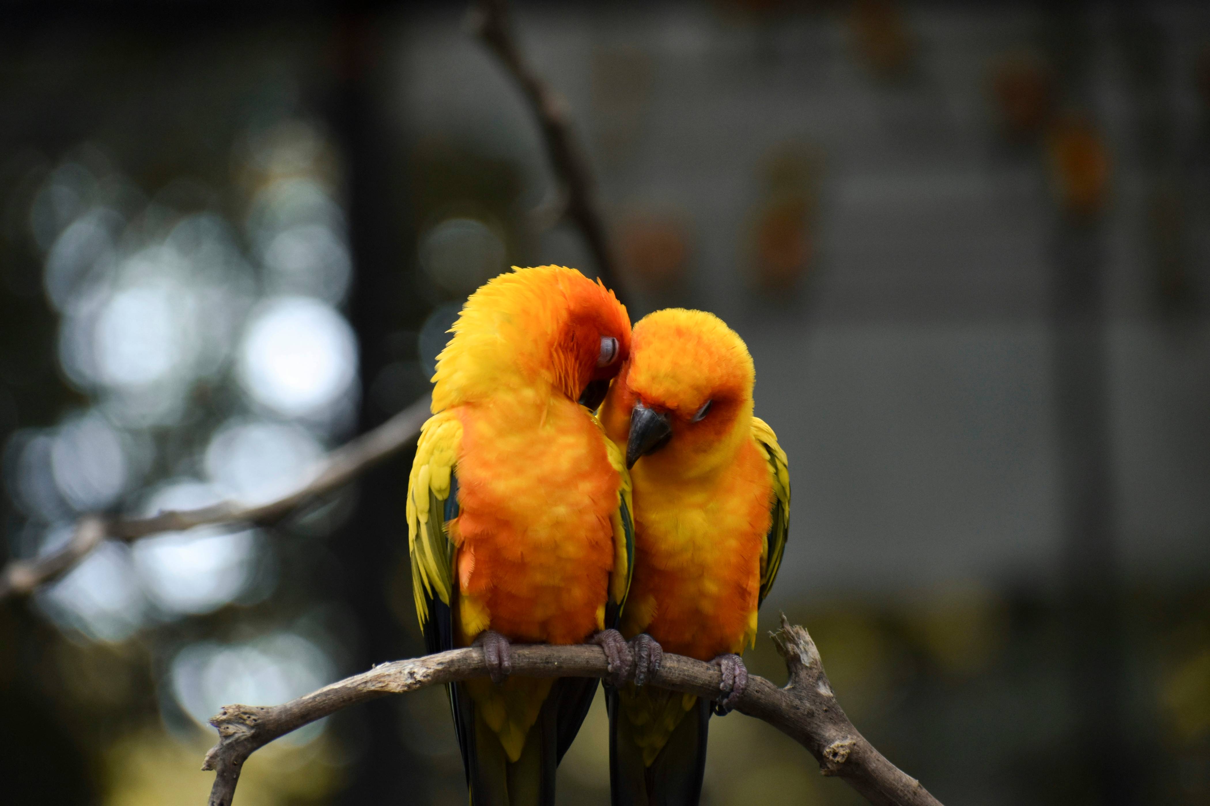 shallow focus photo of orange parrots