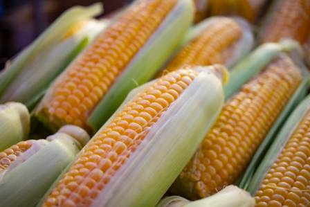 The Different Types of Corn