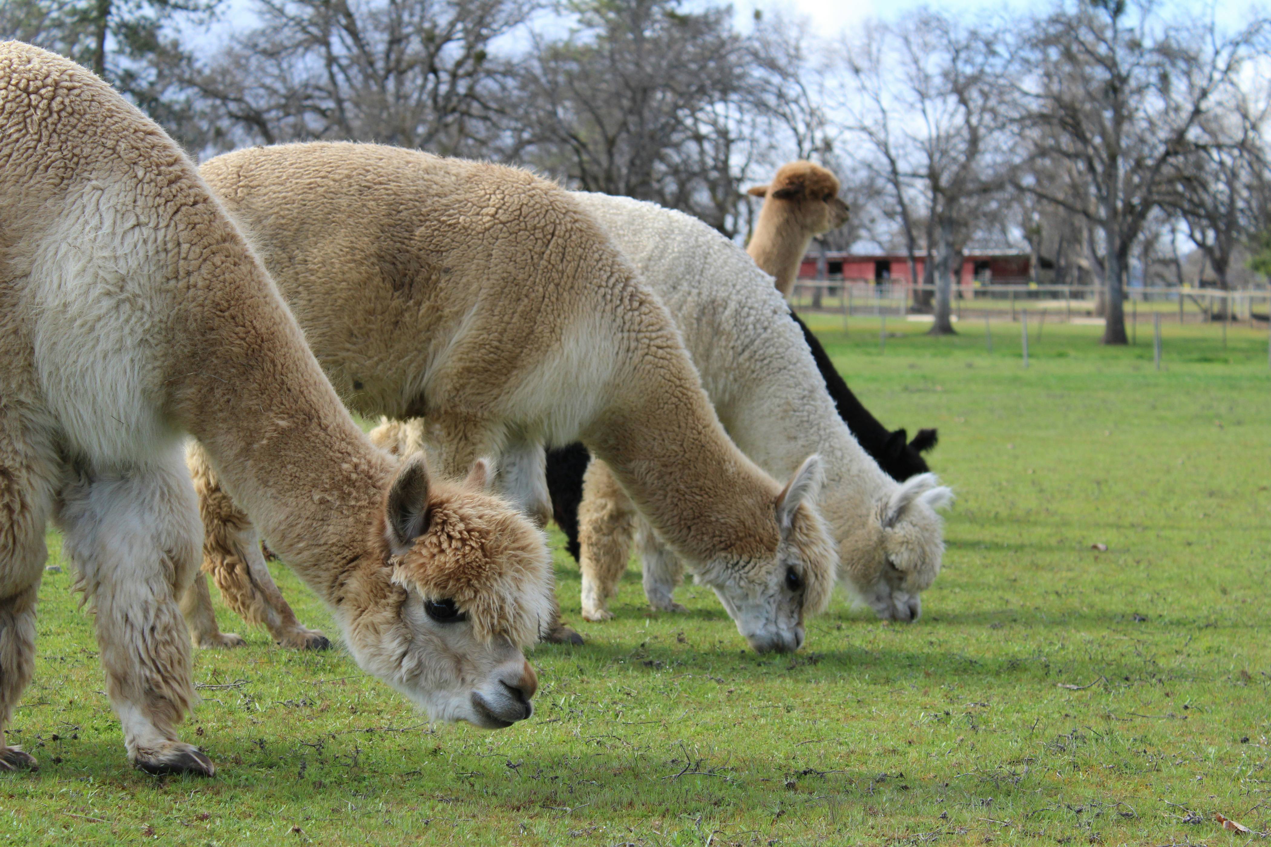 A group of alpacas grazing on grass in a field
