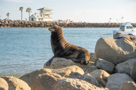 5 Must-Know Facts About California Sea Lions