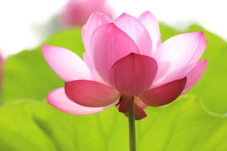 Lotus Flowers and Aquatic Beauty