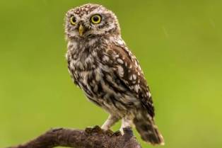 From Twilight to Midnight: Revealing the Enigmatic Universe of Owls