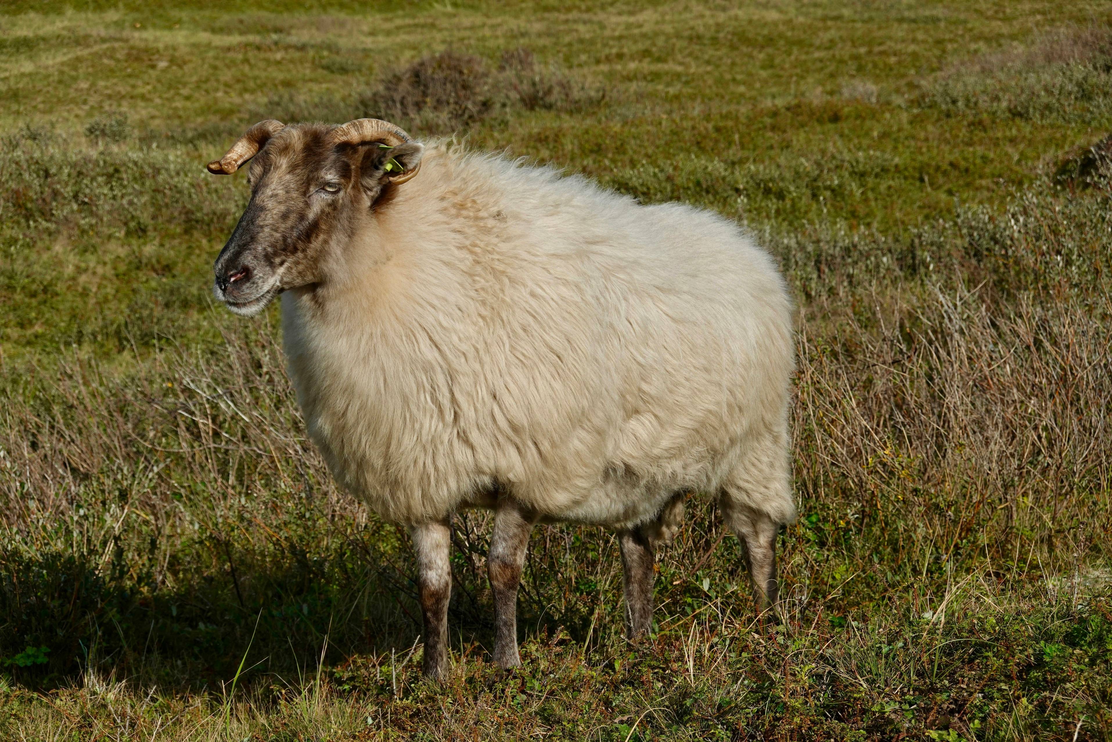 a sheep standing in a field of grass