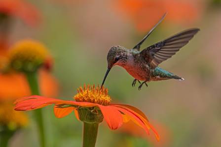 Hummingbirds and Their World