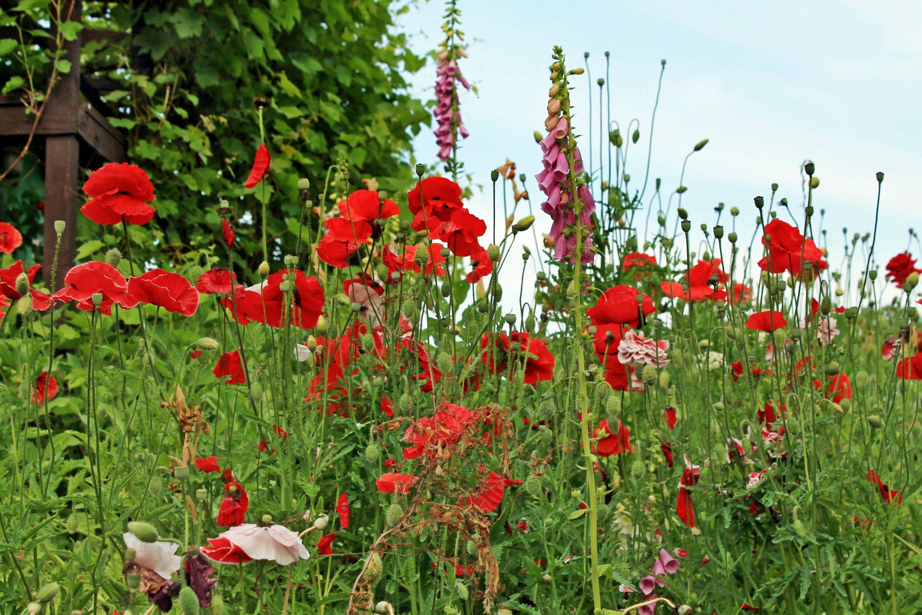 red flowers under blue sky during daytime