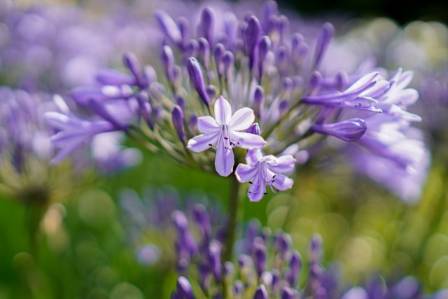Learn How To Plant, Care and Grow Bountiful Agapanthus