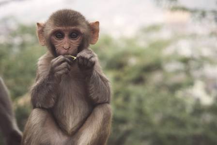 Exploring the Captivating World of Monkeys