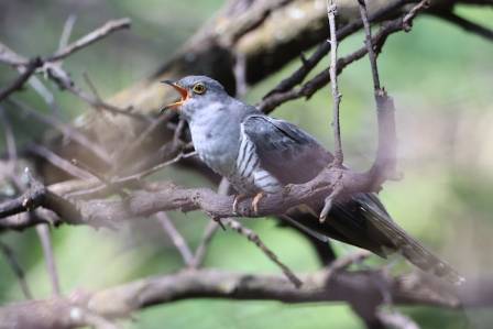 The amazing Cuckoo