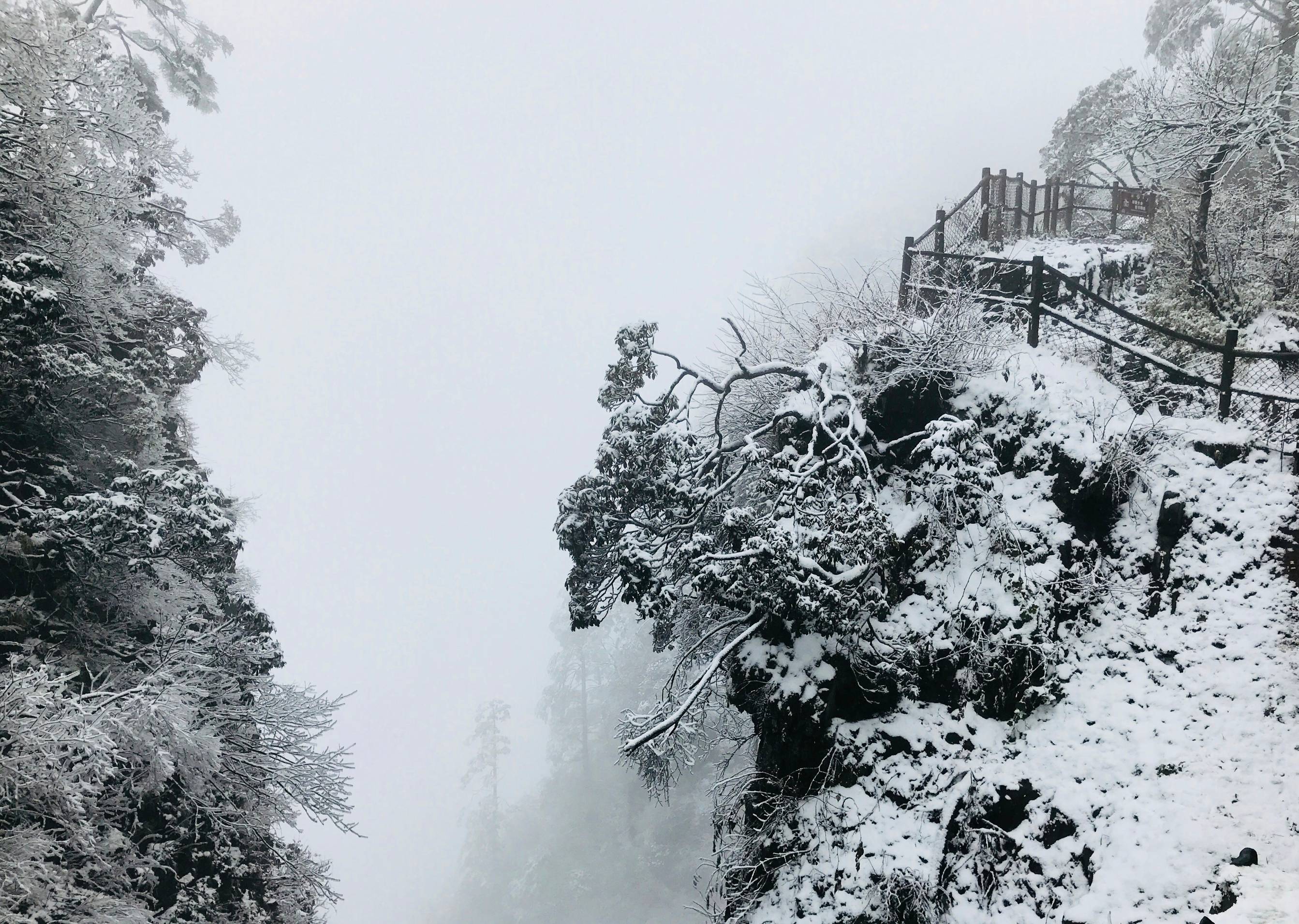 grayscale photo of trees