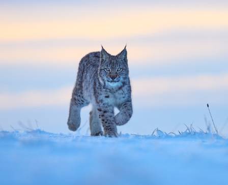 Seven Remarkable Characteristics of the Lynx