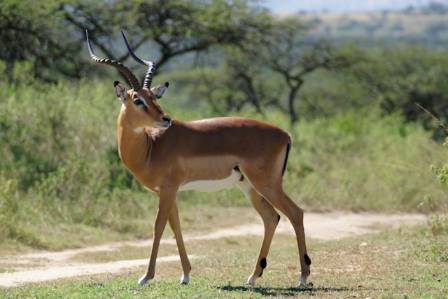 The Antelopes of the Tibetan Plateau