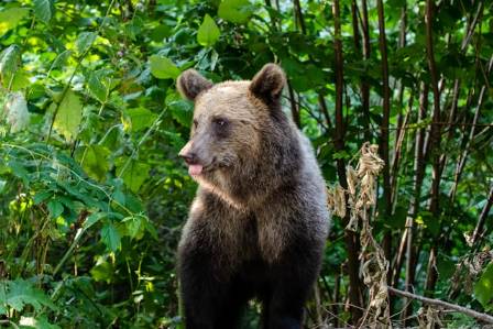 The Most Formidable Omnivore: The Brown Bear's Realm