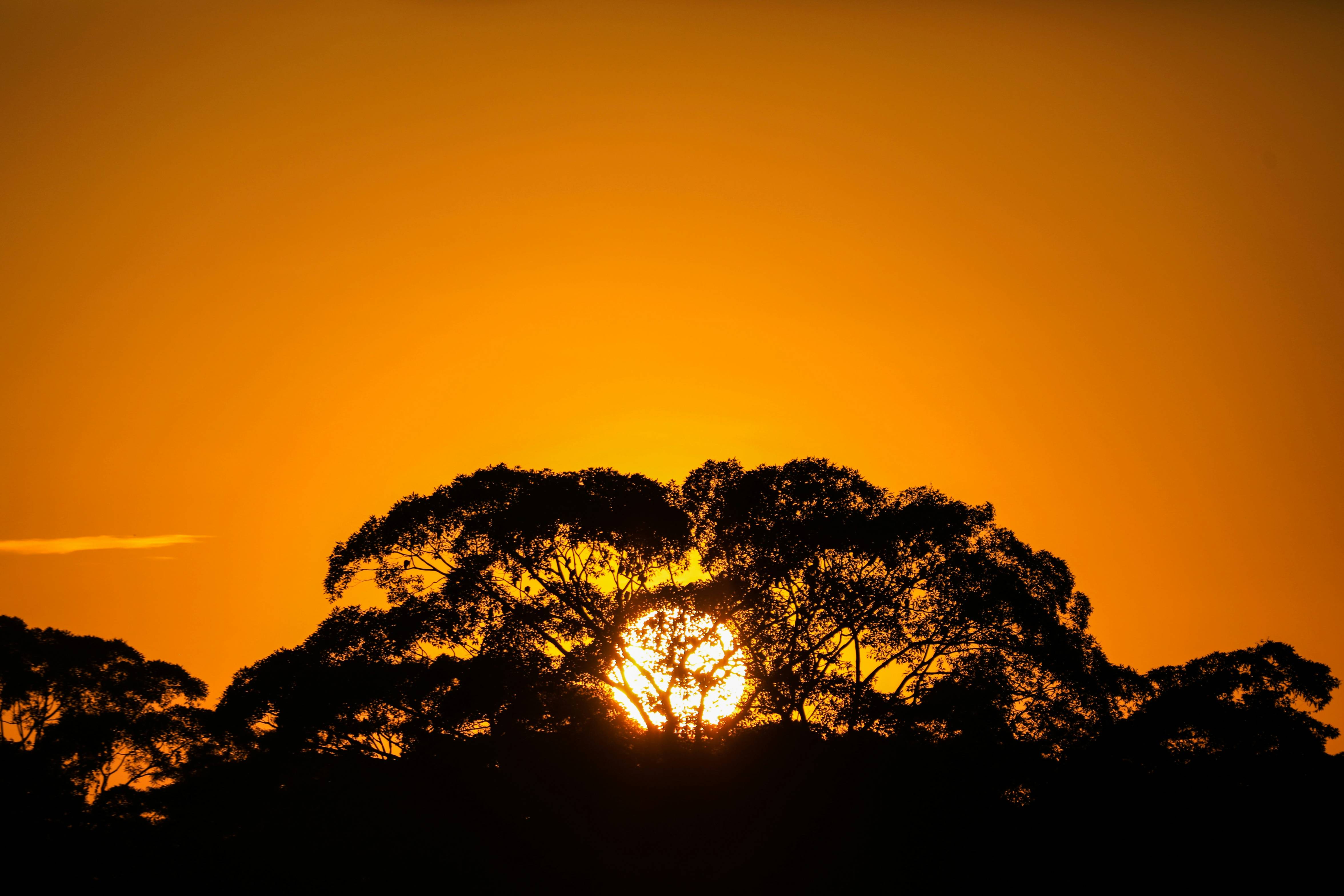 The sun is setting behind some trees