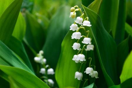 Complete Manual for Cultivating and Managing Lily of the Valley