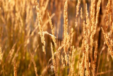 Daya Wheat Fields: A Sea of Gold in Spring