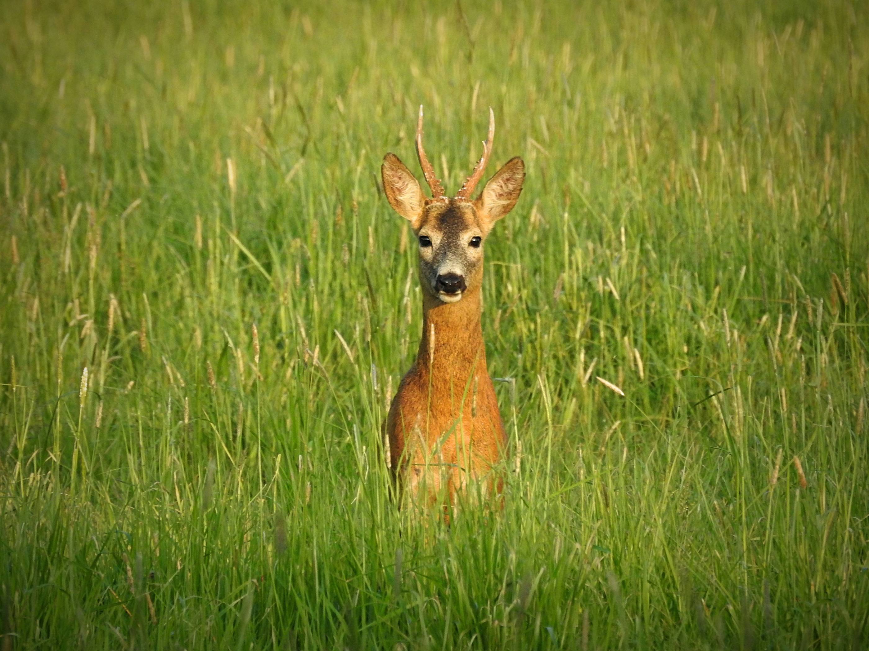 a small deer standing in a lush green field