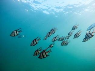 An Aquatic Ensemble: Exploring the Diversity of Fish Species