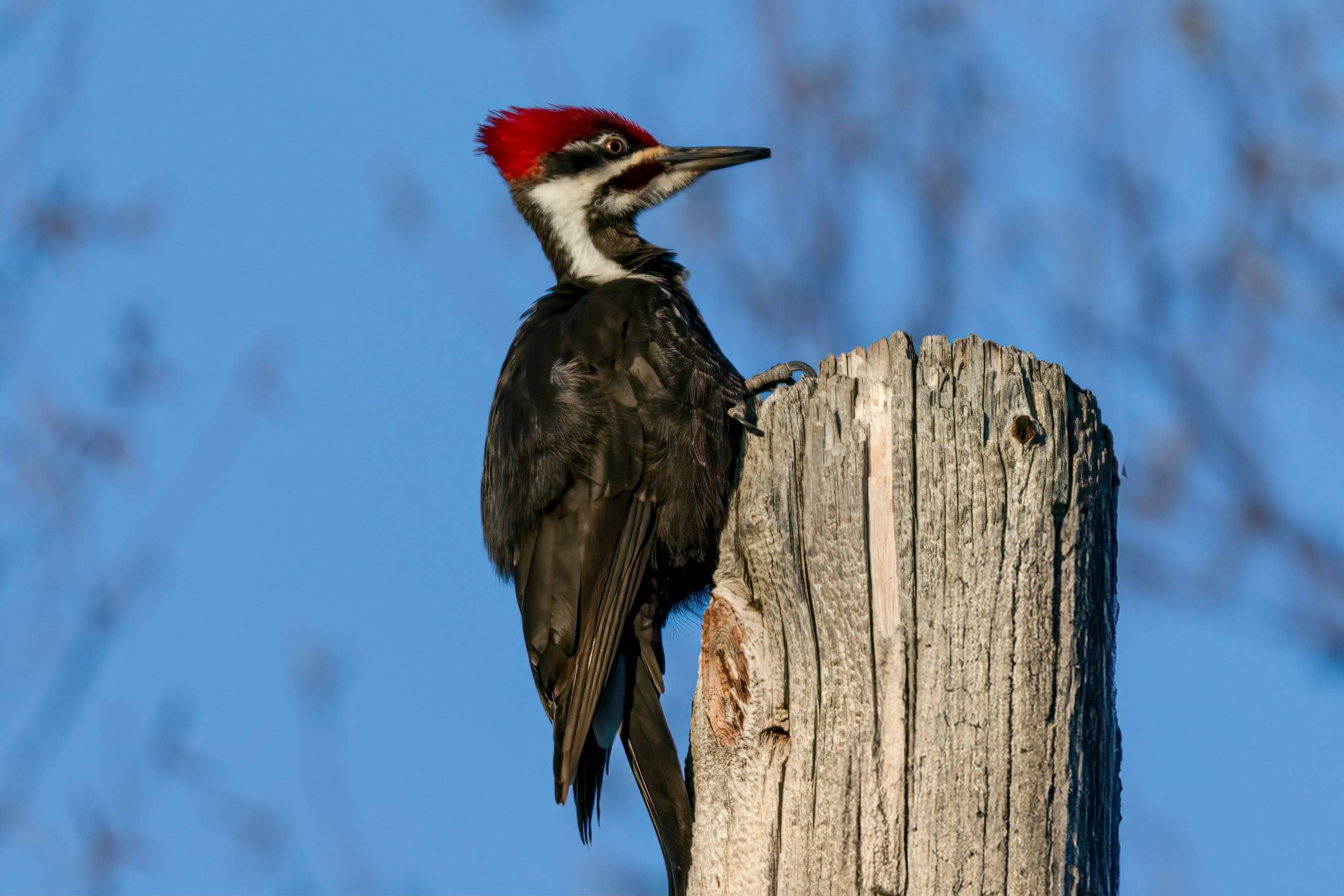 a bird with a red head sitting on a telephone pole