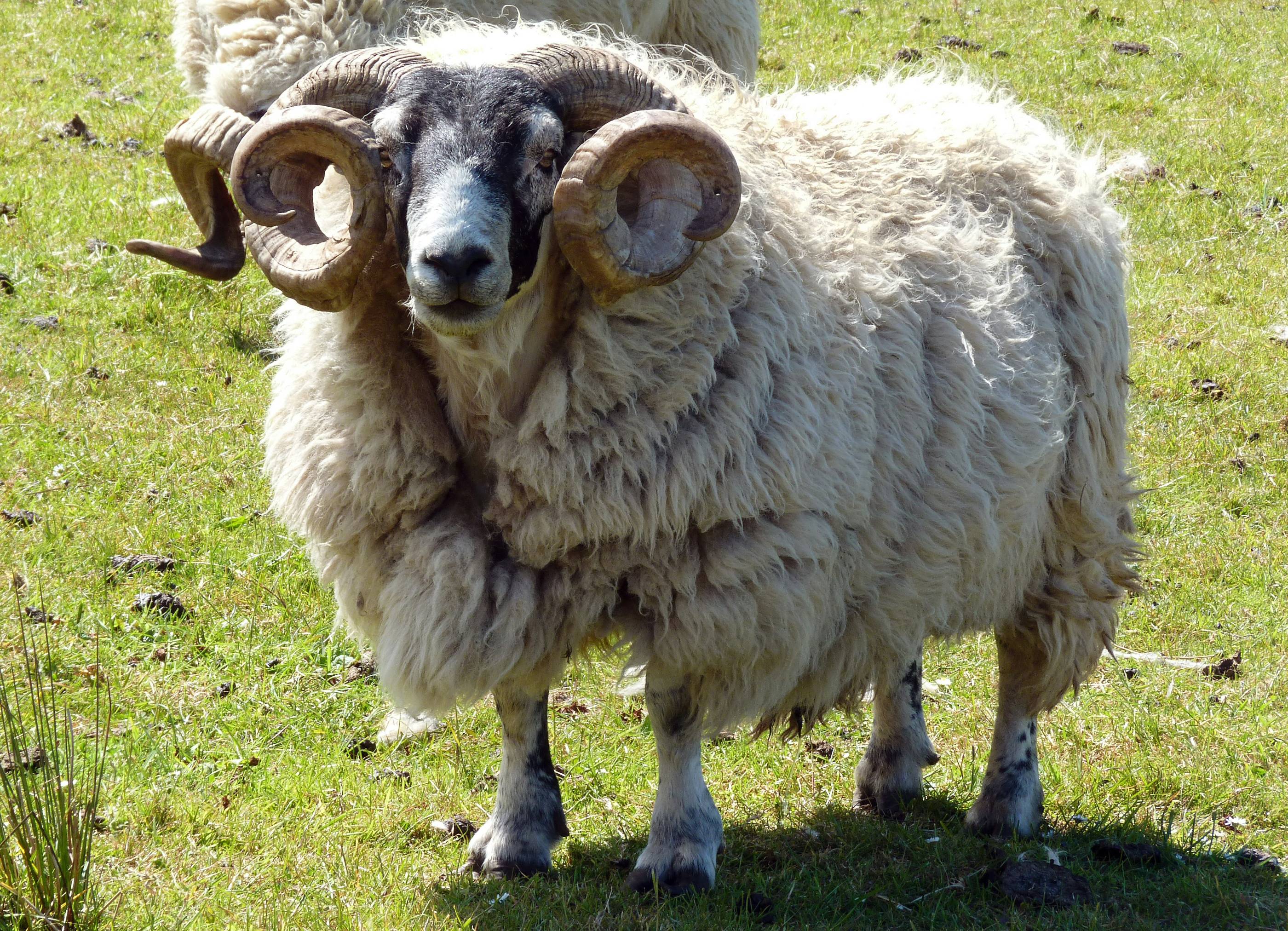 a ram with horns