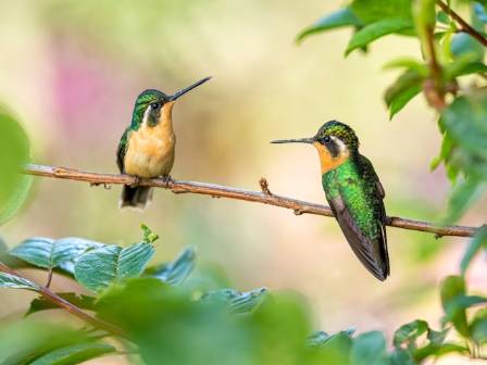 Facts About Hummingbirds