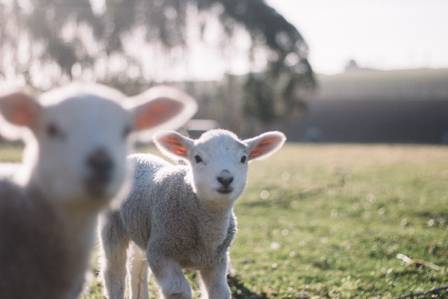5 Interesting Facts About Lambs and Why They Should Stay Off Our Plates