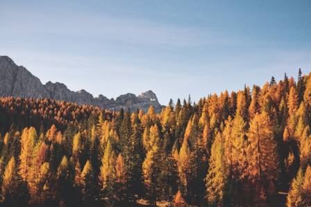 Best National Forests in the United States for Fall Foliage