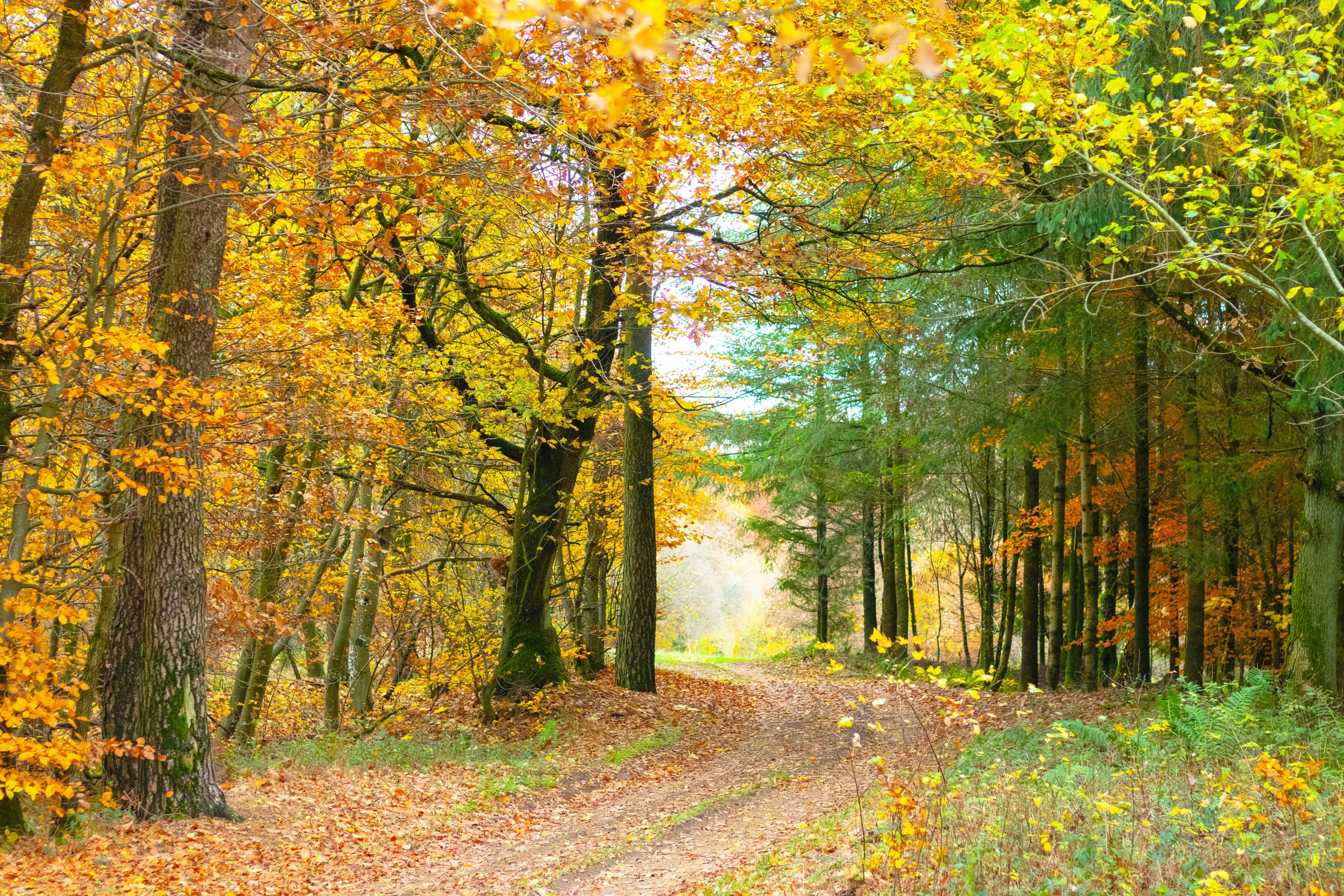 brown leaf tree near pathway during daytime