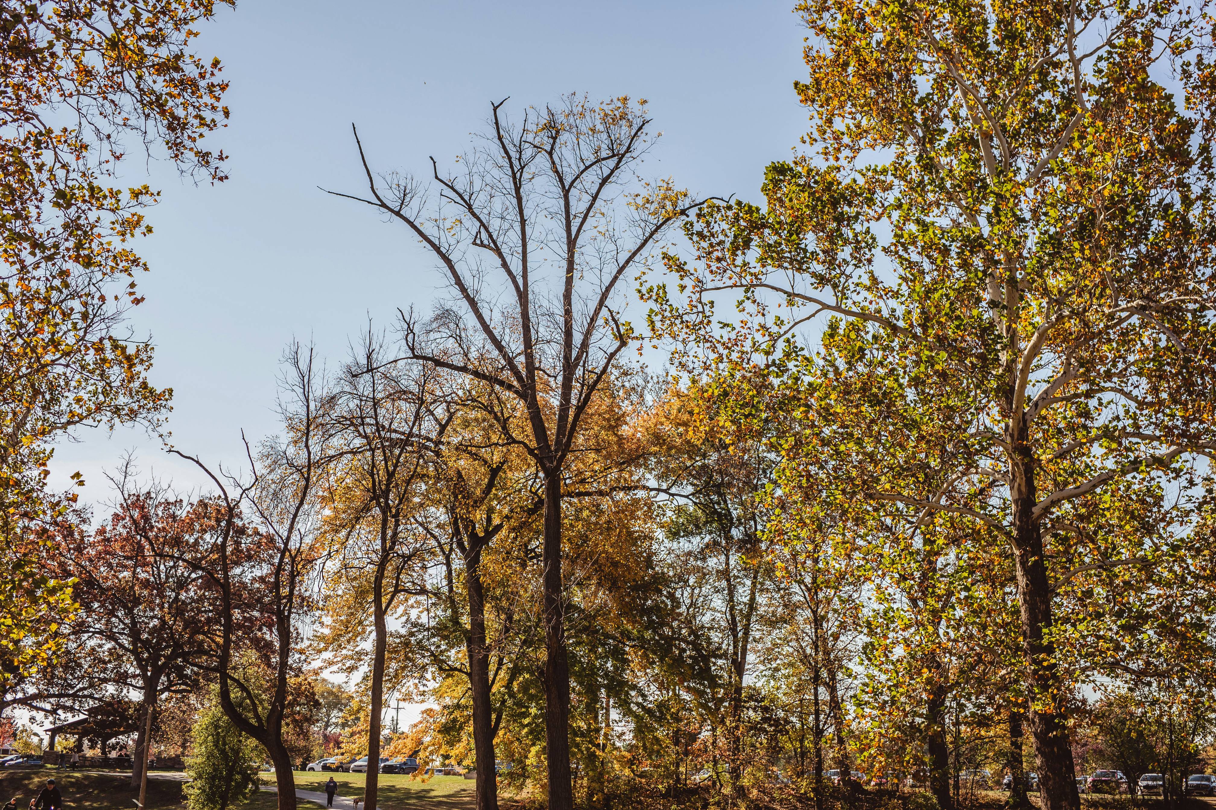 a park with lots of trees in the fall
