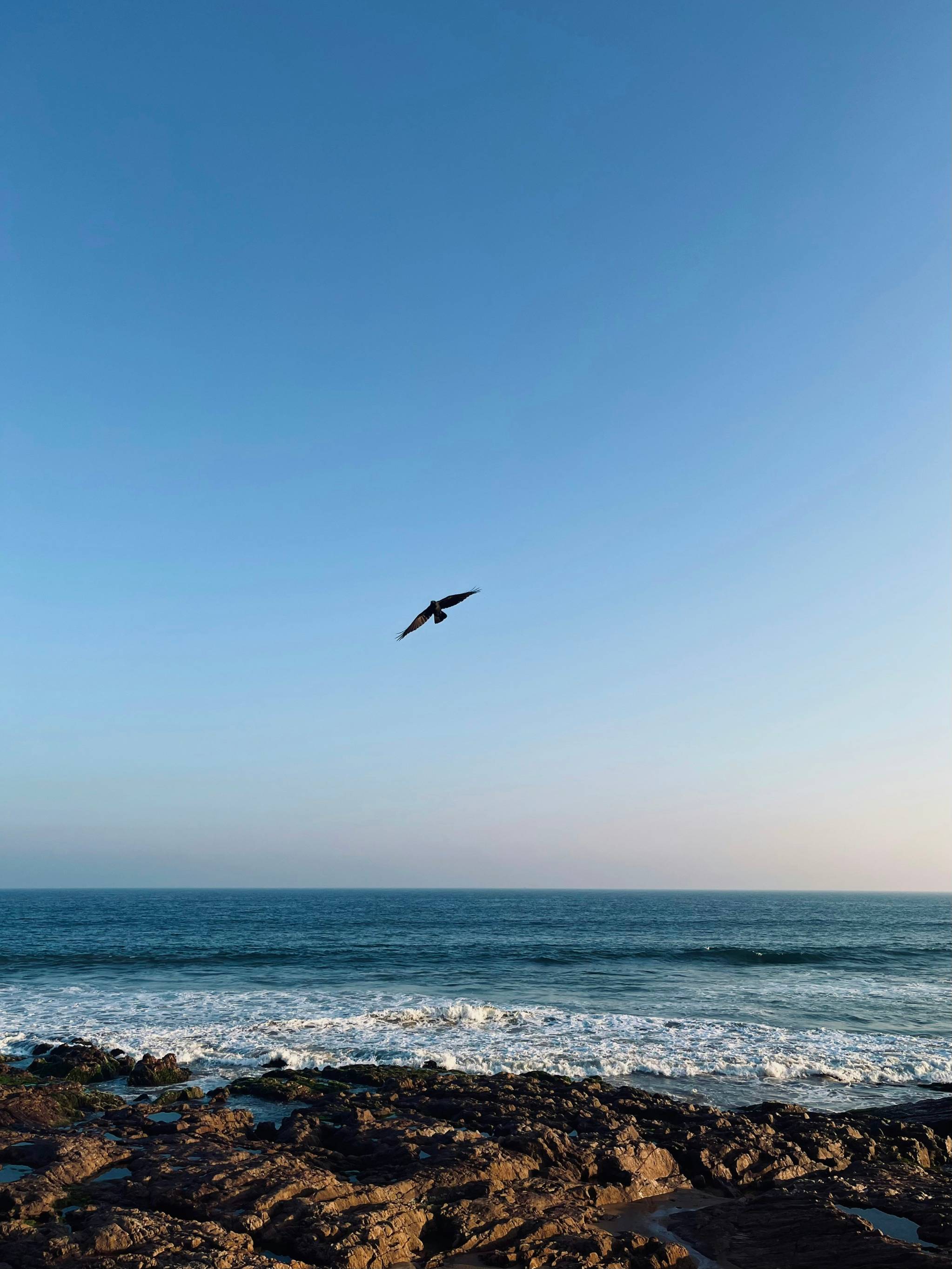 a bird flying over the ocean on a sunny day