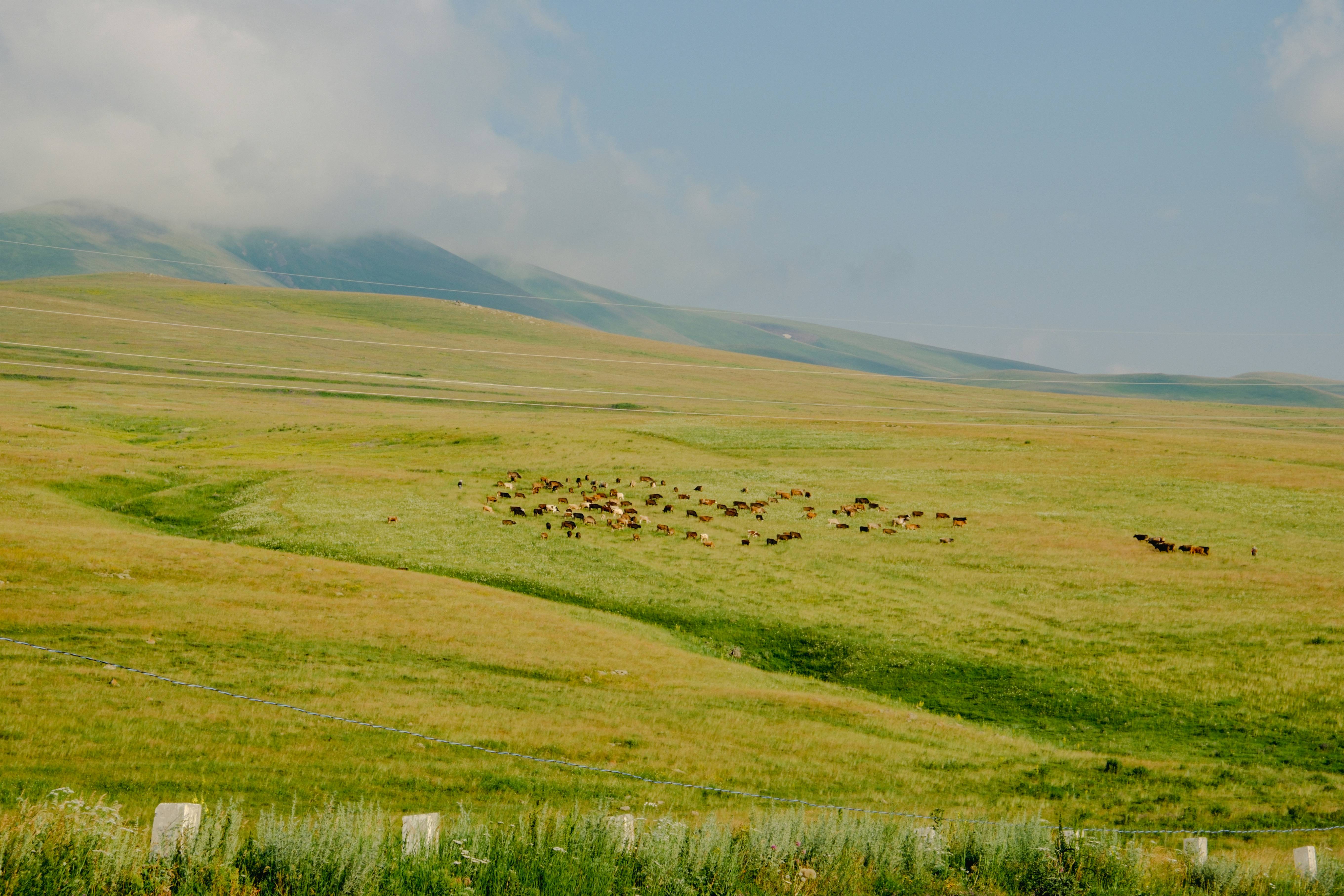 A herd of animals grazing on a lush green hillside