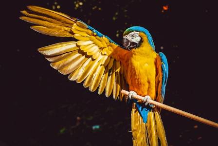 Fascinating Facts About Parrots