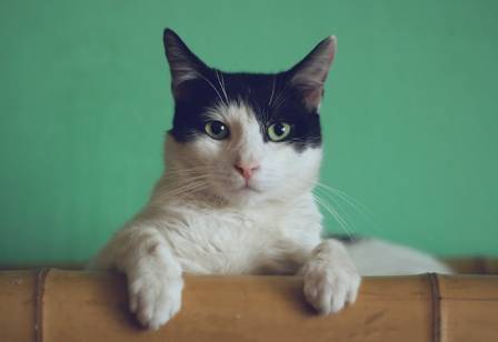 The Complete Guide to Finding Your Perfect Cat Companion