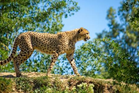 The Fastest Sprinter on Earth What You Should Know About Cheetahs